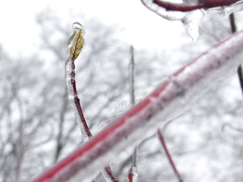 Icy Branches 2 / 2 - 04/15/2018