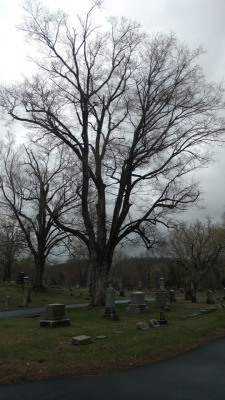 swforester: The cemetery, in darkness and