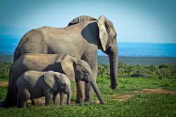 wigmund:  From Smithsonian Photo Of The Day; January 13, 2014: African Bush Elephants (Loxodonta africana) at Addo National Elephant Park in South Africa Photography by Korli Swart, Los Angeles, CA, USA 
