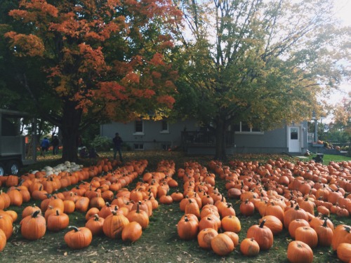 sarahscoffee:It’s a good day to pick pumpkins.