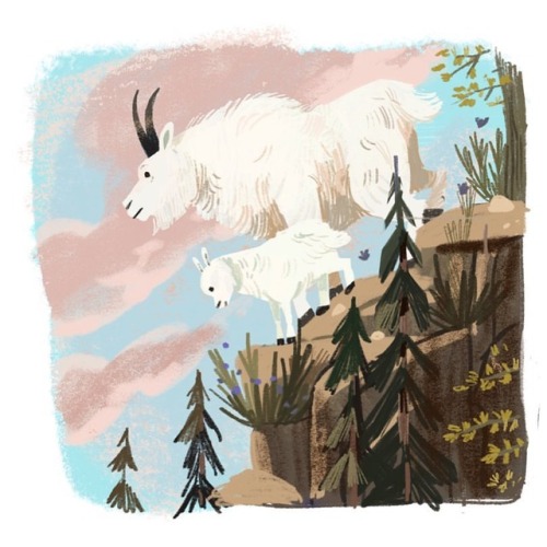 Mountain goats. #sketching #mountaingoats