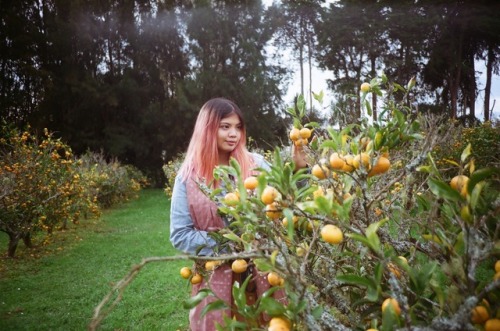 Mandarin Picking at Auckland, New Zealand. – My boyfriend gave me an analog camera to play wit