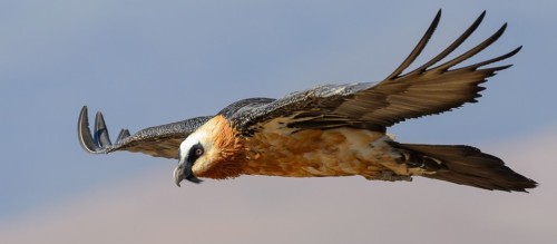 ainawgsd:Bearded VultureBearded vultures have reddish yellow or white plumage on the head and breast