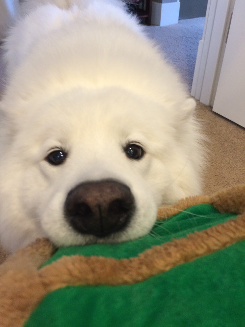 awwww-cute:  Skookum executing an absolutely perfect begging face (Source: http://ift.tt/1PLTbg9)