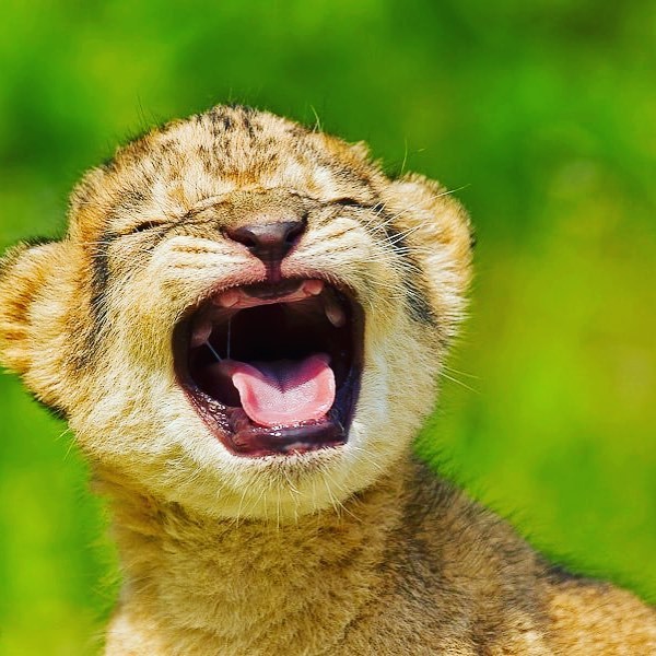 wildlifediary:  thebabyanimals  
