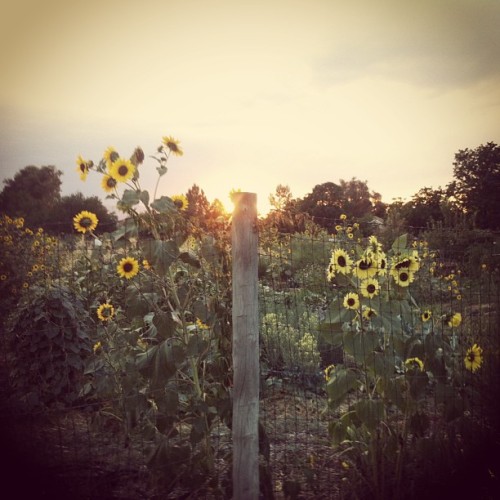 rawrface23:  Sunflower sunset. ✌