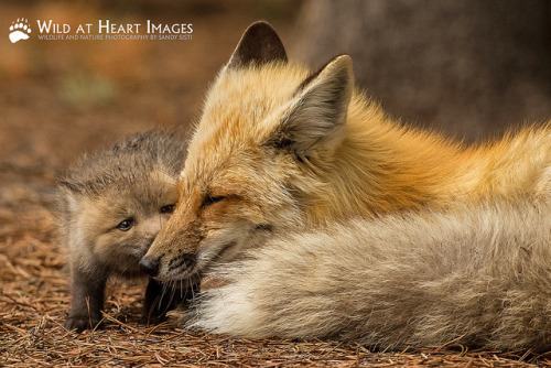 Goodnight Kisses By Sandy Sisti-Wild At Heart Images On Flickr.