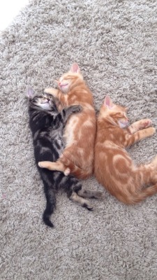 awwww-cute:  My kittens spending their last week together before they’re moved to new homes (Source: http://ift.tt/1RNPrgO)