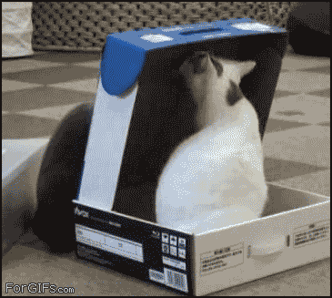 Cat Gifs