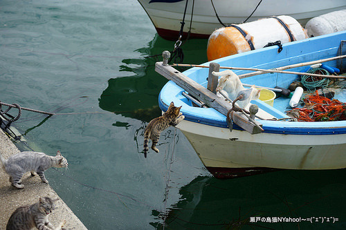 only-cats-photos:  瀬戸の島猫 http://ift.tt/1OPjn6Q - Follow me http://ift.tt/Roy1qi 