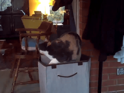 cineraria:  Cat Nap - YouTube 