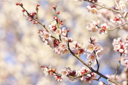 23 February 2022. Plum blossoms in Tokyo, Japan