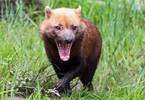 Bush DogThe Bush dog is a canid that can be found in various parts of South America. It isn’t seen m