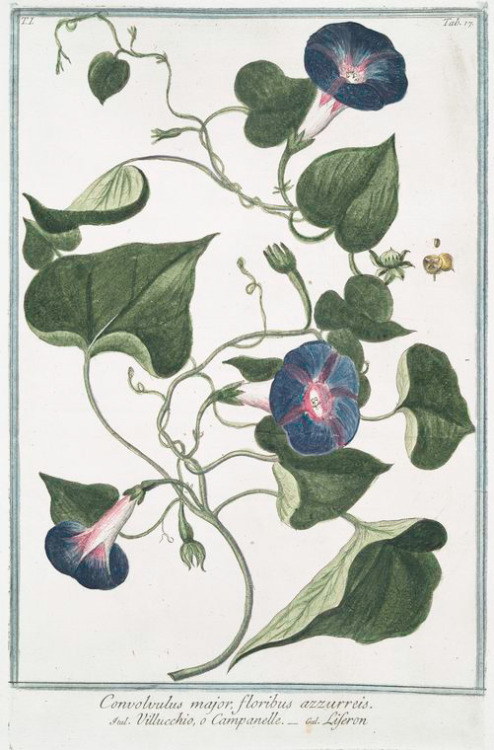 heaveninawildflower:Illustrations of Convolvulus taken from ‘Hortus Romanus’ by Giorgio Bonelli (b.