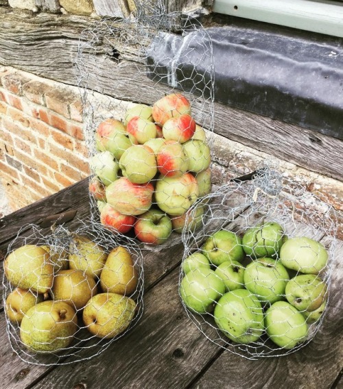 Cueillette du jour #sweethome #sweetlifeinnormandy #apple #pomme #mangezdespommes #larmoiredecamille