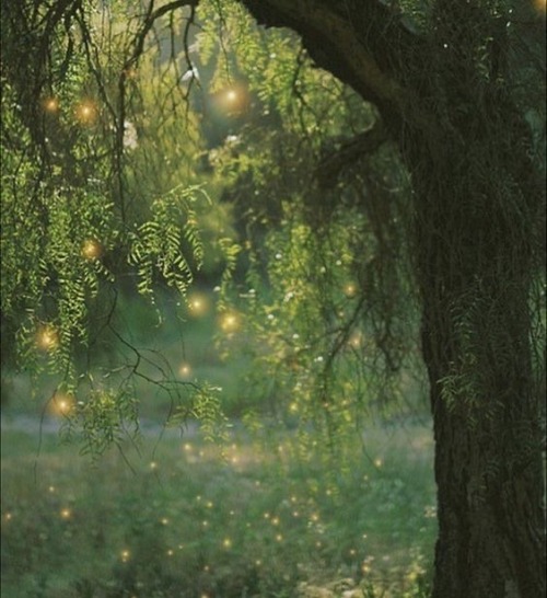 sunlit-flower-field - Carrie