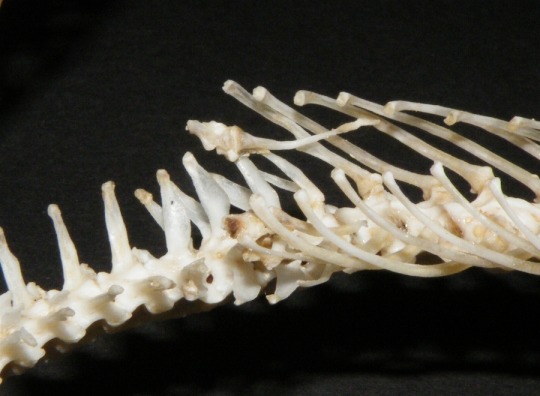 Tiny snake legs!?