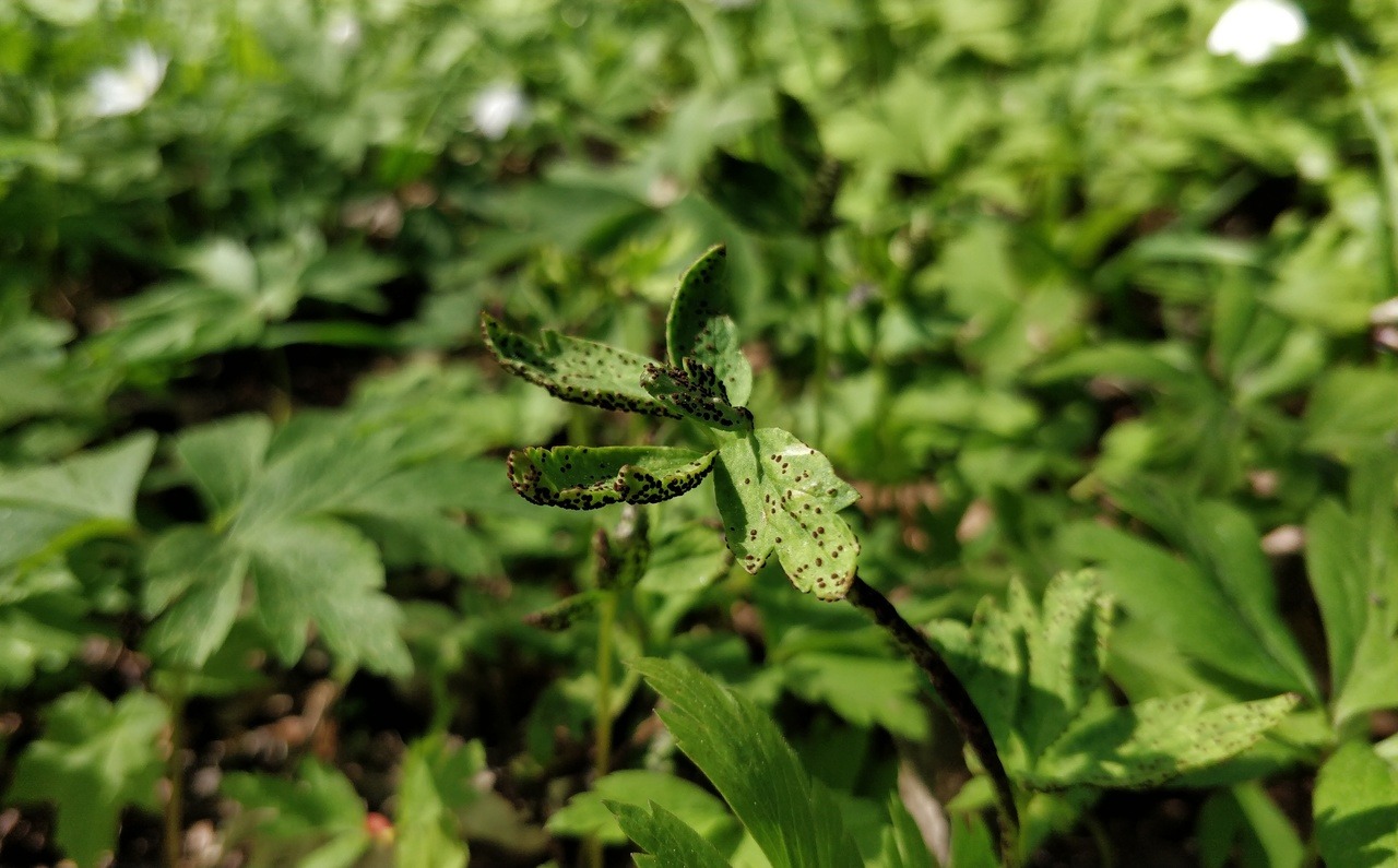 Two rust fungi on wood anemone (Anemone nemorosa): Ochropsora ariae (white pustules) and Tranzschelia anemones (deformed leaves and dark brown spores).