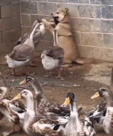 おもしろ かわいい動物動画 動物gifアニメ Futureisfailed Gif Gif 画像