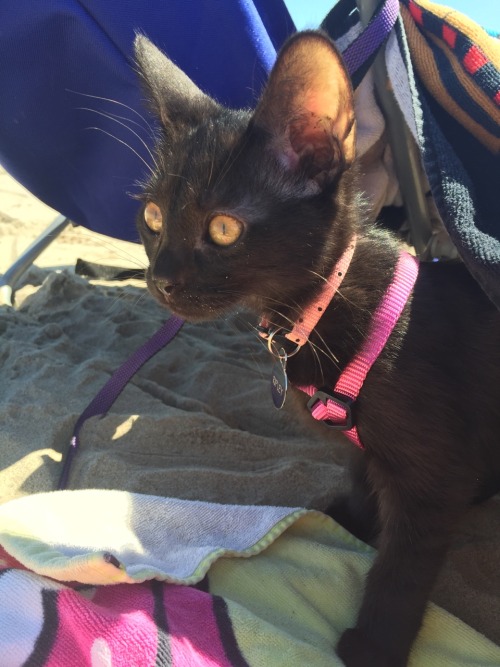 Ripley’s first trip to the beach was a success!!!(submitted by shhmenna)