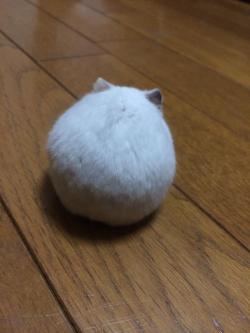 have-perspective:  rats-for-candy:  holy cow  A real life tsum tsum