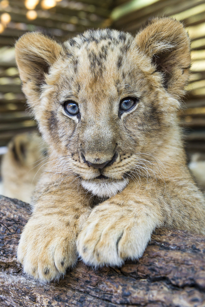 xernevs:  &ldquo;Lion cub posing on the log&rdquo; by Tambako The Jaguar
