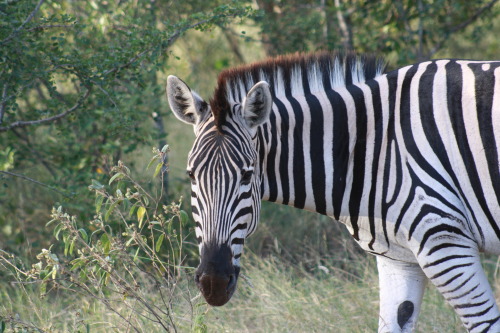 flordah: my parents took this in South Africa please don’t change the source or delete this x