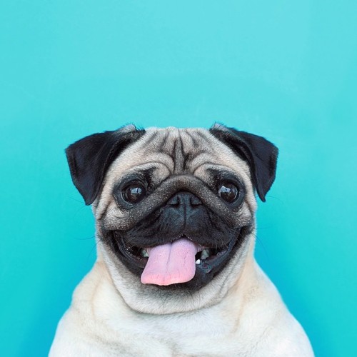 meetthepugs:  BECAUSE I’M HAPPY! #loulou adult photos