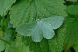 theleoisallinthemind:Large Emerald, Geometra