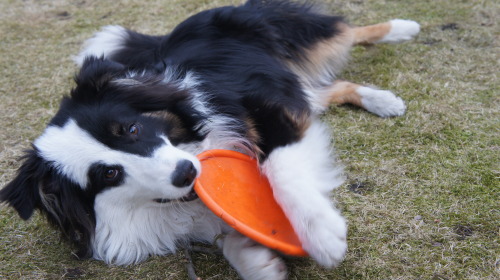 panchovypaste:  Jack the Australian shepherd turns 1 on Jul 26th. Congrats buddy! 