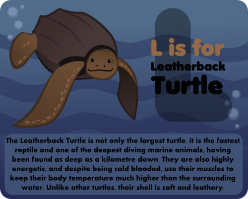 So many facts to say about Leatherback Turtles, so little space!
