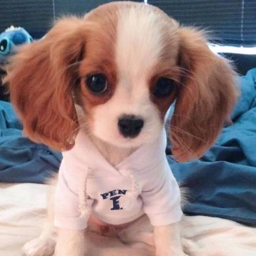 aww-so-pretty:Nessa the Cavalier