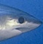 defilerwyrm:  babyyfirefly:  thresher sharks look so nervous  aaaaaa  aaaA??  AAAAAAA!!!!  aa   [THRESHING INTENSIFIES] 