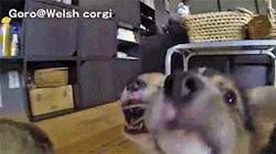 sizvideos:  Corgi puppies want to eat the camera - From Siz (Get the app) Video