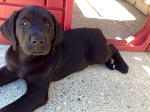 Lulu&rsquo;s pups from ECAD&rsquo;s most recent Puppy Cam litter are looking more adorable e