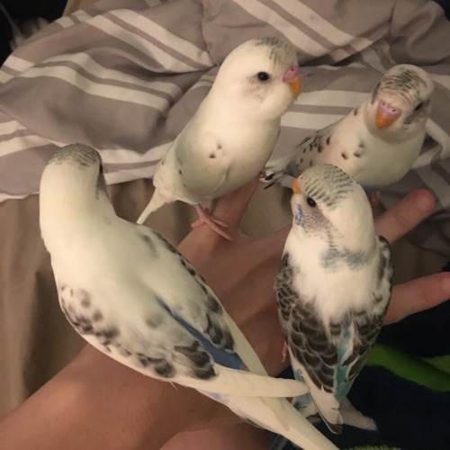 softwaring: birbs