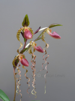 orchiddynasty:  Paphiopedilum Chi Hua Dancer