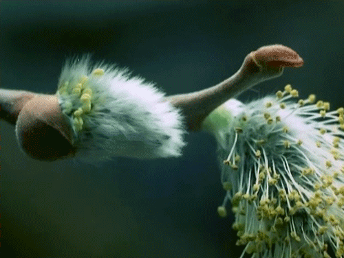 The Secret Life of Plants (1979) 