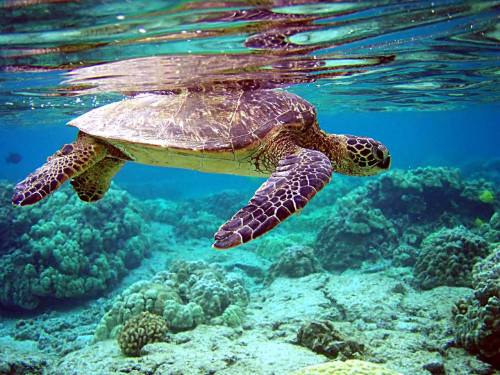 sciencenetlinks:  Happy World Turtle Day! The Chelonia mydas, or green sea turtle, is a predominantl