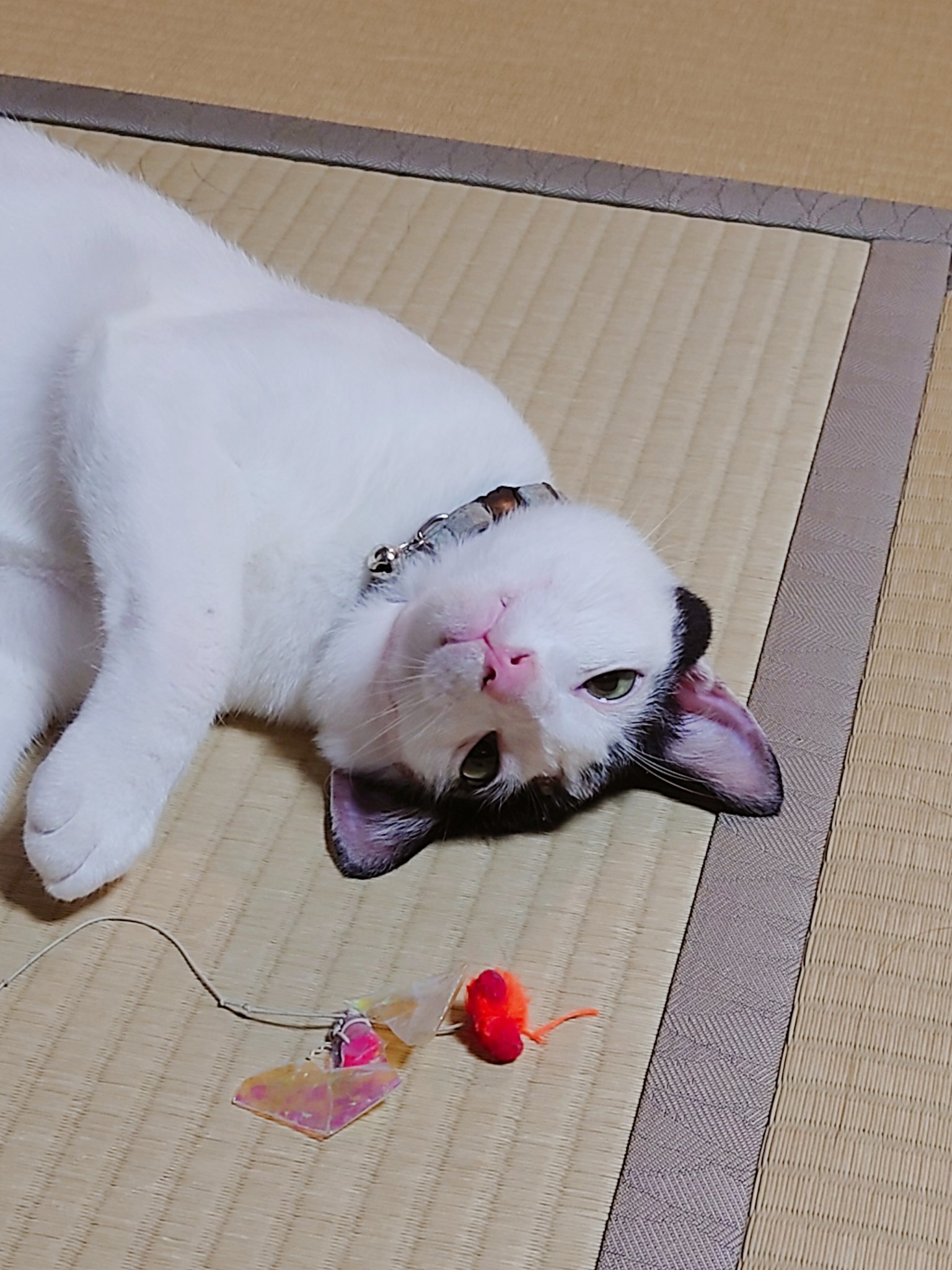 撫で回したいお腹 Explore Tumblr Posts And Blogs Tumgir 撫で回したいお腹 Explore Tumblr Posts And Blogs Tumgir