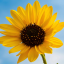 sunlight-and-hope