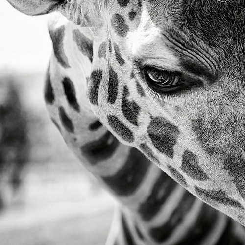 blinded-innocence:  i just really love giraffes ok 
