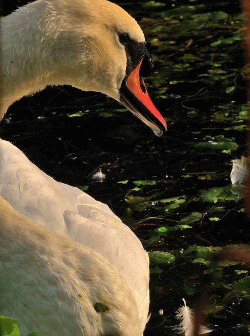 Mute Swan - A Private View 2.River Weaver River Bank, Earlier This Morning.Cheshire England   Septem