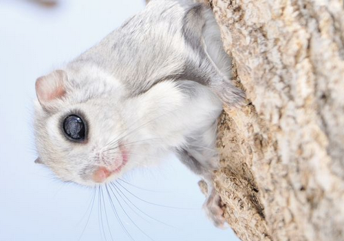 Porn photo wonderous-world:  The Siberian Flying Squirrel