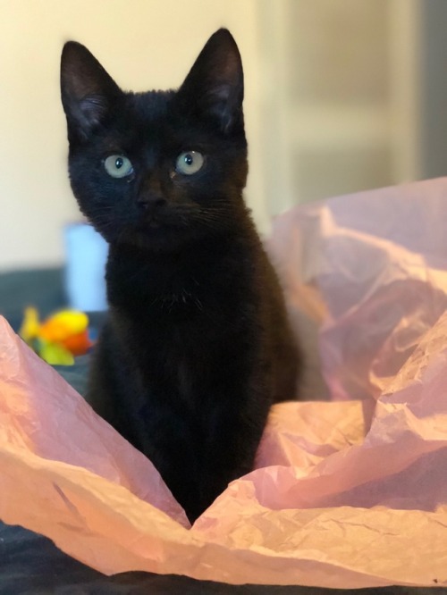 12birds:My little Kali stopping to pose in tissue paper for black cat appreciation day ❤️