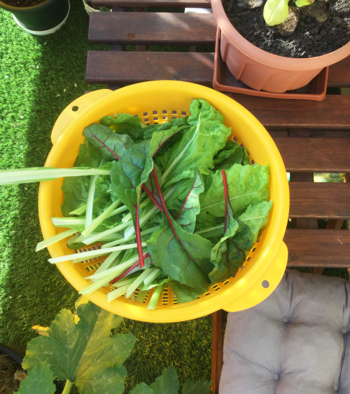 Garden update -  First Swiss chard harvest! Have you ever planted Swiss chards? I absolutely adore t