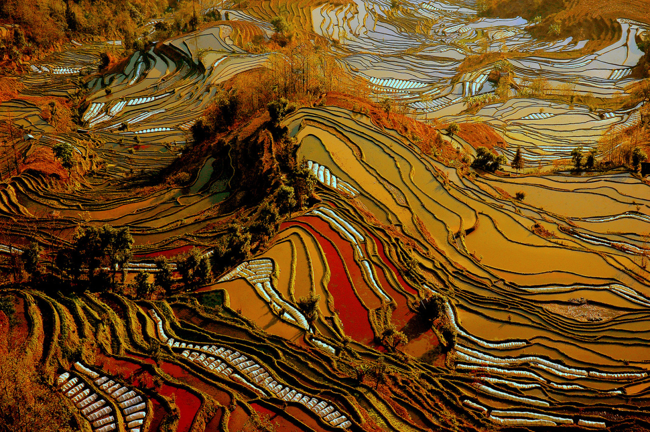 awkwardsituationist:  the remote and little known rice terraces of yuanyang county