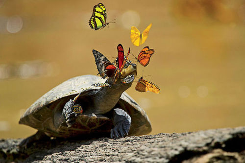 sixpenceee:  littlekiwifrog:  Tear-drinking Butterflies In the Amazon, it’s not uncommon to see groups of colorful butterflies fluttering around turtles basking along the river. This is because they drink the turtles’ tears—an invaluable source