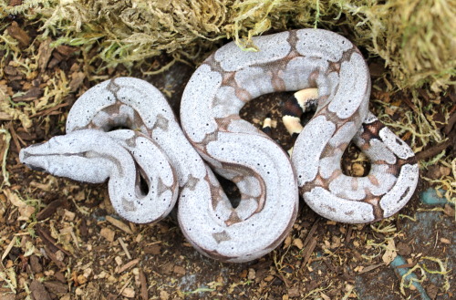 The seven boys from my Aug 6th Silverback BCA litter.Short Tailed Boa / Boa c. amarali