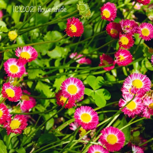 #flowers #flower #flowerlovers #花 #花が好きな人と繋がりたい #花好きな人と繋がりたい #写真好きな人と繋がりたい #beautifulflowers #su